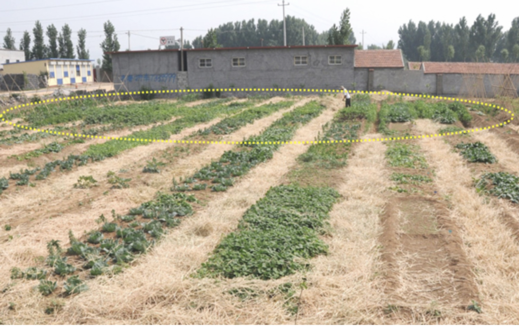 Crop seed boosting, strengthening